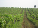 100 decares of vineyards, winery and inventory in the village Vinarovo 