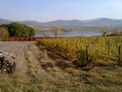 Vineyard in Plovdiv region!